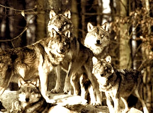 pack_wolves