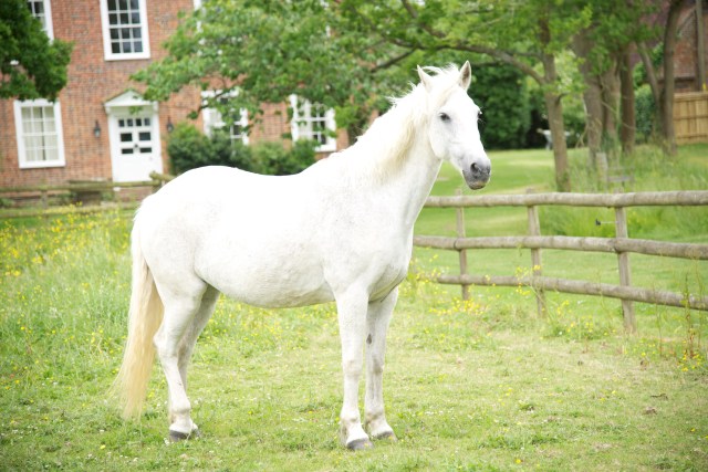 white horse