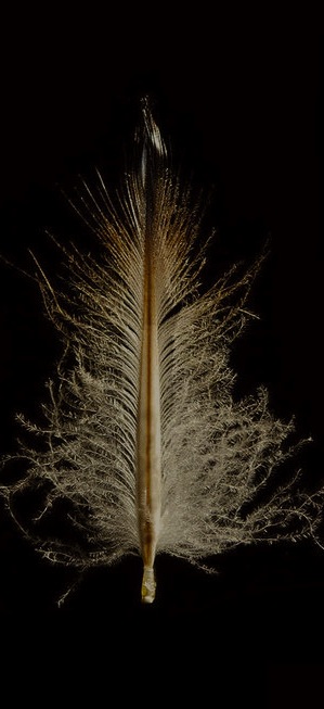 feather