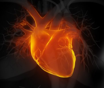 image_of_a_heart