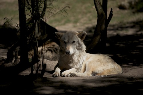 she-wolf 